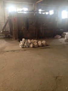 blank-competition-kettlebell-stove_